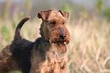 WELSH TERRIER 097